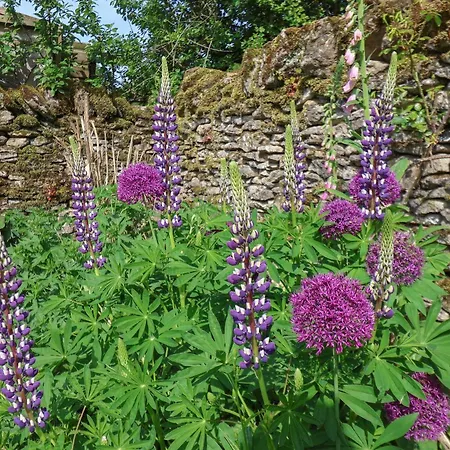 Bute Pickering
