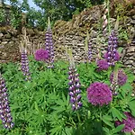Bute Pickering